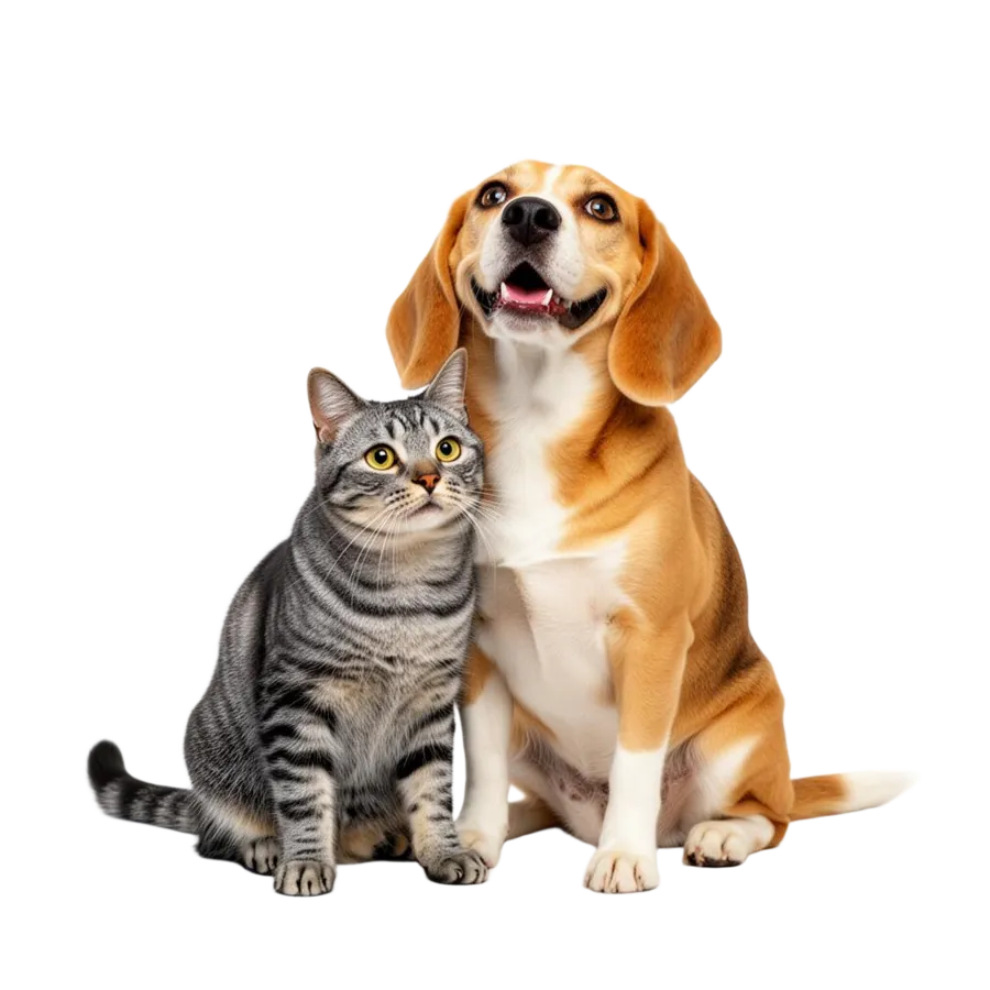 Cachorro e gato felizes — Amor Animal Clínica Veterinária Popular